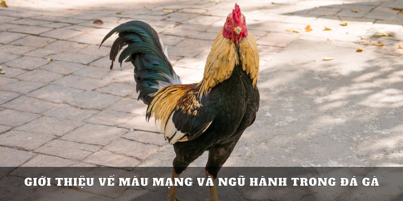 Đôi nét về màu mạng gà đá