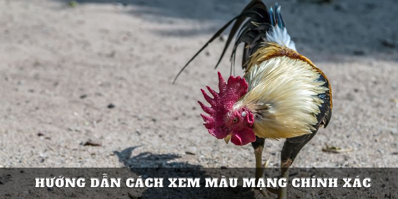 Hướng dẫn cách xem màu mạng gà đá 