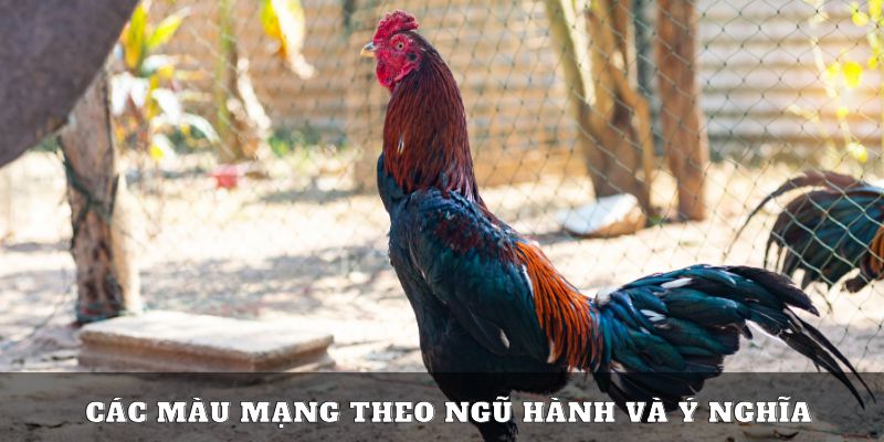 Các màu mạng gà đá theo ngũ hành